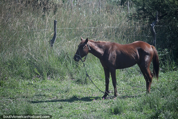 Cavalo pardo na zona rural ao norte do Rio Empedrado. (720x480px). Argentina, Amrica do Sul.
