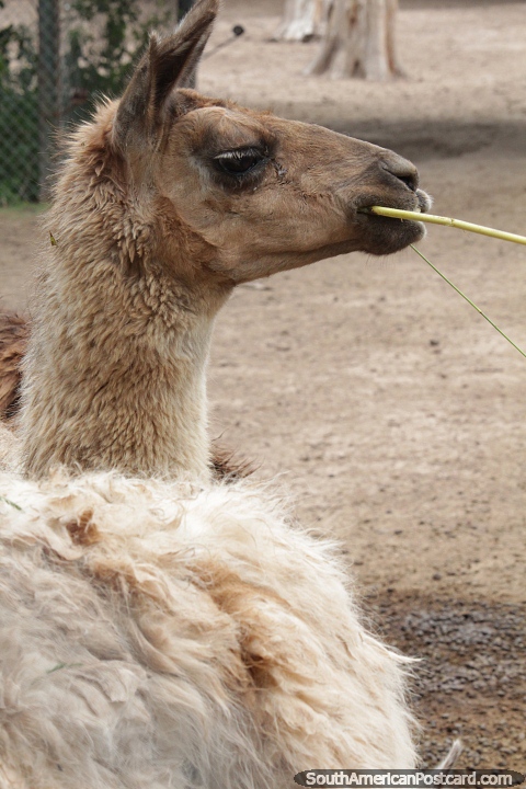 Llama chewing on a stick of grass at the Municipal Ecological Complex in Saenz Pena. (480x720px). Argentina, South America.