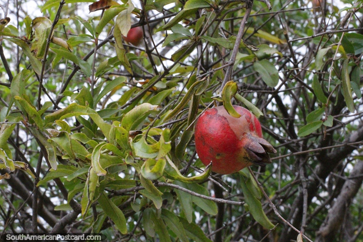Red fruit in a tree in Saenz Pena. (720x480px). Argentina, South America.