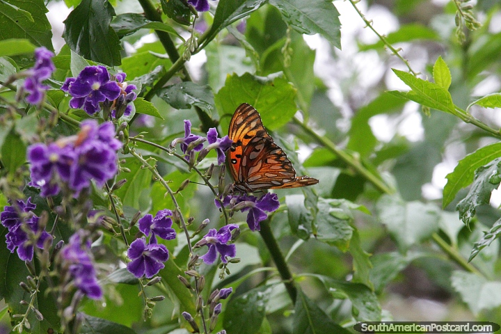 Monarch butterfly visits the purple flowers in Villa Rio Bermejito, Chaco. (720x480px). Argentina, South America.
