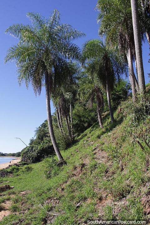 Palm trees on the grassy banks behind the beach in Ituzaingo. (480x720px). Argentina, South America.