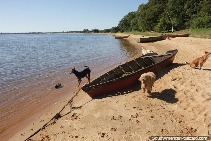 Happy dogs life on the beach for 4 furry friends in Ituzaingo. (720x480px). Argentina, South America.