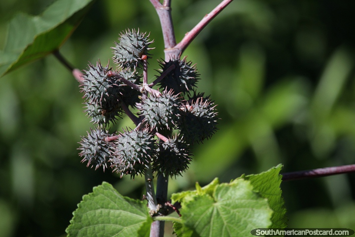 Ricinus or the castor bean or castor oil plant growing in Obera. (720x480px). Argentina, South America.