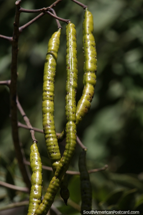 Nature all around you, seed pods hanging from a tree in Obera. (480x720px). Argentina, South America.