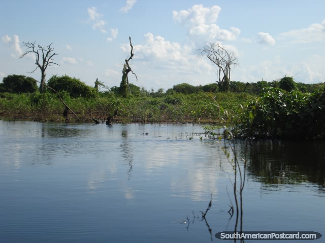 The pampas wetlands in Rurrenabaque is a very peaceful wilderness of ...