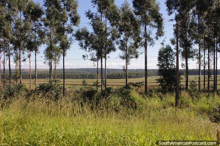 Open countryside with many trees around Dr. Raul Pena. (720x480px). Paraguay, South America.