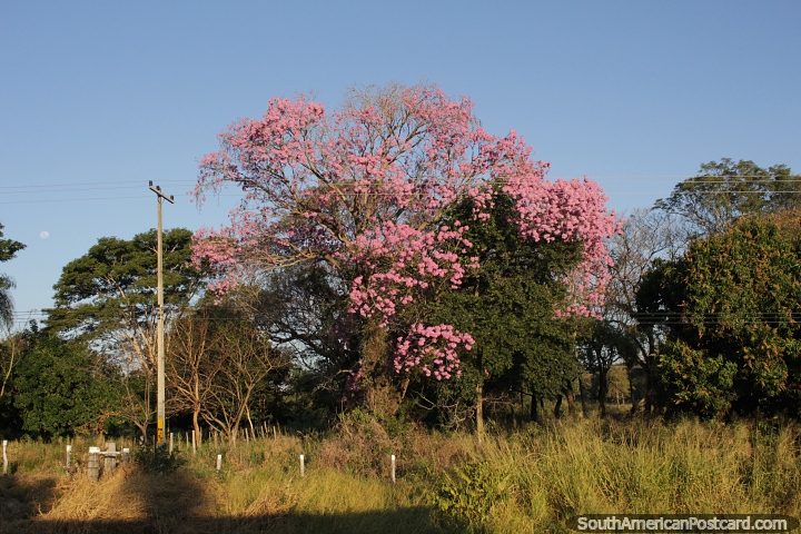 Giant silk floss tree with thousands of pink flowers on Route 8 north-east of Yby Yau. (720x480px). Paraguay, South America.