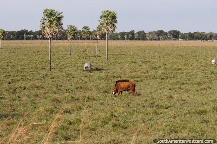Pastures and grazing cows, sparse palm trees on Route 22, north of Concepcion. (720x480px). Paraguay, South America.