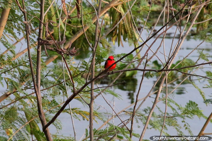 Vermilion Flycatcher, small red bird in Puerto Carmelo Peralta. (720x480px). Paraguay, South America.