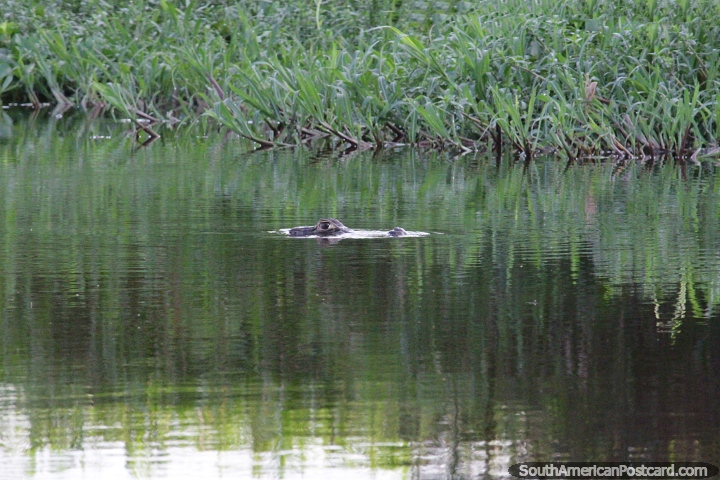 Caiman lurks in the Paraguay River without a ripple in Puerto Carmelo Peralta. (720x480px). Paraguay, South America.