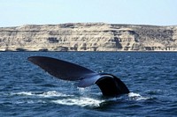 Whale watching by boat at Valdes Peninsula, Puerto Madryn.