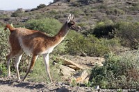 Guanaco, an animal seen all around the Patagonia in rough terrains, Puerto San Julian.