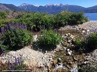 Picturesque scene beside the lake with purple and yellow flora at Alerces National Park, Esquel.