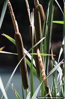 Enjoy nature around the river in Neuquen, find interesting plants and birds.