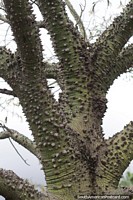 Silk floss tree with sharp spikes all over the trunk in Villa Rio Bermejito, Chaco.