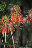 Orange variety of Aloe Vera succulent plant in Villa Rio Bermejito, Chaco.