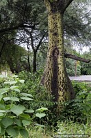 Bottle-shaped tree trunk in Villa Rio Bermejito, Chaco.