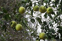 Lots of oranges growing in the Chaco region.