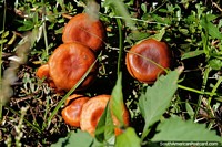 Group of brown fungi growing in a sunny spot in the Ibera National Park.