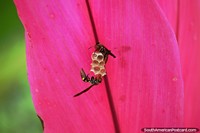 Wasps or hornets begin building a nest under a pink leaf in the Amazon.
