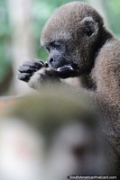 Woolly monkey eating in his Amazon jungle home.