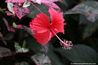 Shoeblack plant (Hibiscus rosa-sinensis), flower in the Amazon.