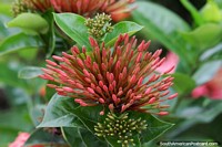 Exotic Amazon flora in the Amazon town of Obidos.