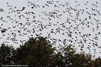 Birds return from the jungle to the trees along the riverfront in Altamira.