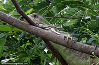 Big fat iguana in a tree around the river in Altamira, look hard and you can see them!