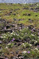 Small colored flowers grow among the rocks and grass beside the lagoon at Sabia Park in Uberlandia.