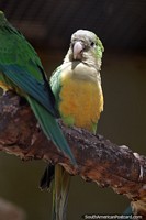 Caatinga parakeet, eats fruit, buds and seeds, Goiania zoo.