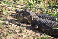 Caiman, they don't say much but they can see you, the Pantanal, Pocone.