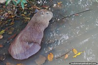 Capybara sits alone staying cool in the water underneath shade in the Pantanal, Pocone.