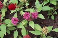 Flowers in gardens in Blumenau.