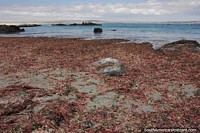 Dry red seaweed covers the shoreline in this section of English Bay, Caldera.