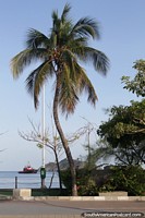 Larger version of Coconut palm along the Malecon in front of the ocean in Santa Marta.