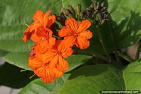 Larger version of Crossandra, plant with orange flowers growing in Santa Marta.