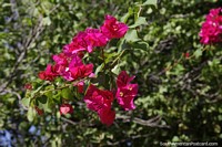 Verso maior do Variedade rosa de buganvlias crescendo em Santa Marta.