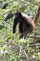 Mono araa en los rboles del Parque Hacienda Npoles en Doradal.