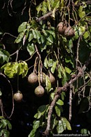 An unusual fruit growing on vines in Maria Auxiliadora.