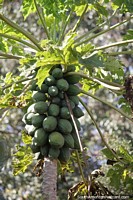 Large bunch of papaya growing in the summertime climate in Bella Vista.