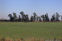 Crops beginning to grow in a field around San Pedro del Parana.