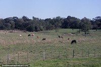 Lots of agricultural farmland with livestock around Yegros.