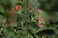 Multicolored flowers known as West Indian Lantana growing in San Ignacio Guazu.