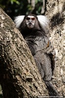 Monkey with white hair in a tree in Mbatovi.