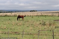 Brown horse in the pastures of the great Paraguayan countryside.