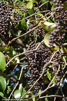 Privet, thousands of black pods growing in Pedro Juan Caballero.