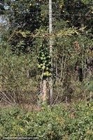 Papaya growing around Yby Yau.