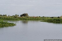 Thick bed of lily leaves embedded around the riverbanks in Puerto Carmelo Peralta.