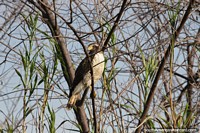 Hawk with fixated eyes at the river in Puerto Carmelo Peralta.